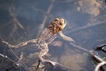 Close up of brown frog in water in the swamp. Wildlife, nature, animals and amphibians concepts