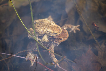 A pair of brown frogs in the mating season close up in the water. Spring time, reproductive season of amphibia concept