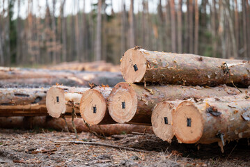Newly cut down forest, trunks with tags lying on the ground. Deforestation, forestry and economics concepts