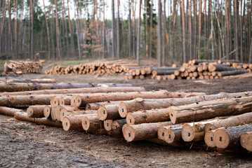 Piles of tagged pine tree trunks lying on the ground in the cutting area. Natural resources, timber...