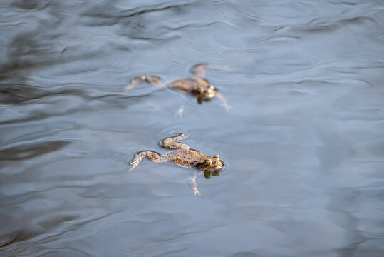 Two brown frogs swimming in the water, close up. Concepts of wildlife, nature, animals and amphibians
