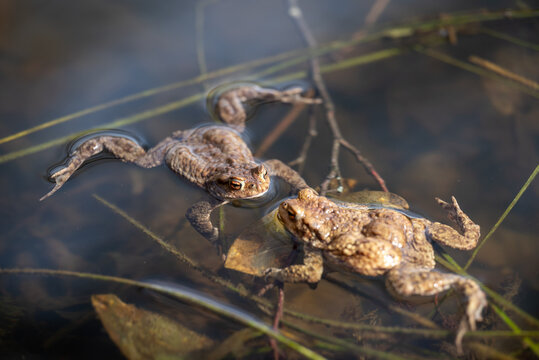 Brown frogs in water in the swamp in mating season close up. Season of reproduction in animal world, amphibians in natural surrounding