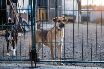Stray dogs in animal shelter waiting for adoption. Portrait of homeless dog in animal shelter cage.