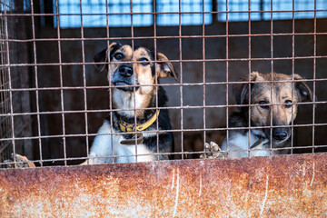 Stray dogs in animal shelter waiting for adoption. Portrait of homeless dog in animal shelter cage.