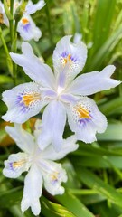 close up of white flower