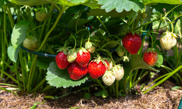 Fresh strawberries, organic harvest, ripe berries hanging on plantation