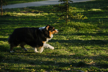 Black tricolor fluffy Australian Shepherd plays with a tree cone in a spring park in a green...