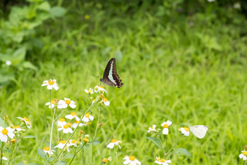 Beautiful common bluebottle (Graphium sarpedon) butterfly on the flower.