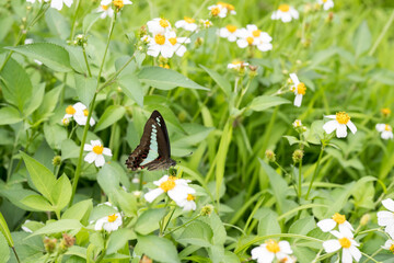 Beautiful common bluebottle (Graphium sarpedon) butterfly on the flower.