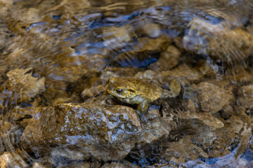 the love of two frogs, toads. one above the other on the shore of a small body of water. they rest and mate giving birth to tadpoles. The bodies blend in with the surrounding environment.