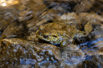 the love of two frogs, toads. one above the other on the shore of a small body of water. they rest and mate giving birth to tadpoles. The bodies blend in with the surrounding environment.