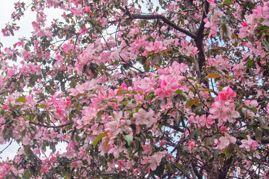 Blooming sakura tree during spring,flowering branches with pink flowers  as floral botanical background wallpaper