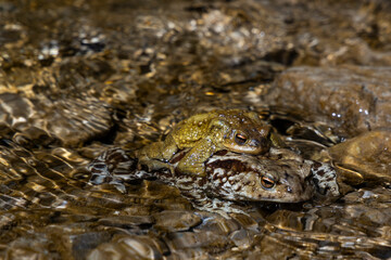 the love of two frogs, toads. one above the other on the shore of a small body of water. they rest and mate giving birth to tadpoles. The bodies blend in with the surrounding environment.