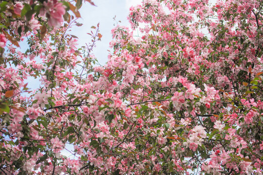 Blooming sakura tree during spring,flowering branches with pink flowers  as floral botanical background wallpaper