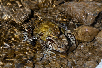 the love of two frogs, toads. one above the other on the shore of a small body of water. they rest and mate giving birth to tadpoles. The bodies blend in with the surrounding environment.