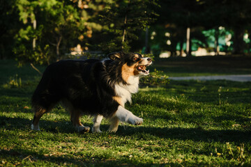Black tricolor fluffy Australian Shepherd plays with a tree cone in a spring park in a green...