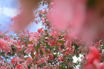 Blooming sakura tree during spring,flowering branches with pink flowers  as floral botanical...