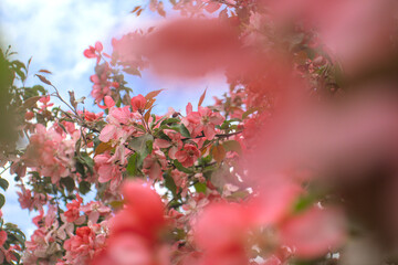 Blooming sakura tree during spring,flowering branches with pink flowers  as floral botanical...