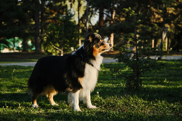 A black tricolor fluffy Australian Shepherd stands in a spring park on a green meadow and poses beautifully. A charming playful dog on a morning walk. Side view.