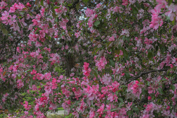 Blooming sakura tree during spring,flowering branches with pink flowers  as floral botanical background wallpaper, cloudy gray grey sky