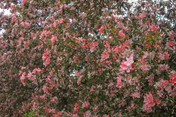 Blooming sakura tree during spring,flowering branches with pink flowers  as floral botanical...