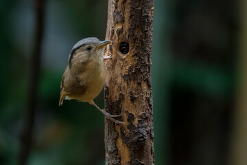 Brown-cheeked Fulvetta Gray or grayish-white eyes There is no white or light skin around the eyes. Forehead to nape of neck gray The face and sides of the head are brown.