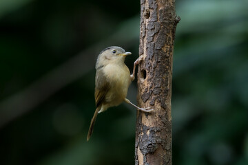 Brown-cheeked Fulvetta Gray or grayish-white eyes There is no white or light skin around the eyes. Forehead to nape of neck gray The face and sides of the head are brown.
