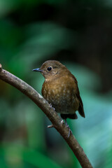 White-tailed Robin Brown feathers, red-brown wings The underbody is slightly lighter or yellowish. The chest has a white-yellow stripe. The middle of the belly is white and yellowish.