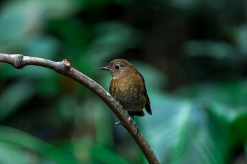 White-tailed Robin Brown feathers, red-brown wings The underbody is slightly lighter or yellowish. The chest has a white-yellow stripe. The middle of the belly is white and yellowish.