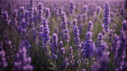 Fototapeta premium A breathtaking vista of a vibrant purple lavender field in the beautiful region of Provence, France, exuding the soothing aroma of summer blooms