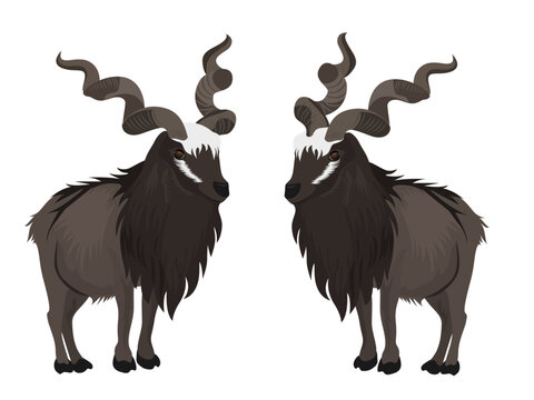 markhor on a white background.