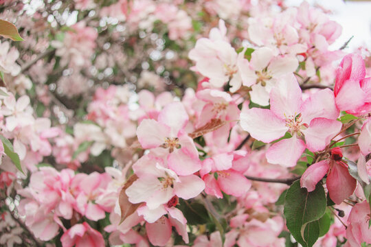 Blooming sakura tree during spring,flowering branches with pink flowers as floral botanical background wallpaper, close up view