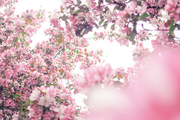 Blooming sakura tree during spring, flowering branches with pink flowers as bright overexposed...