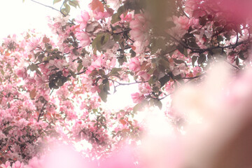 Blooming sakura tree during spring, flowering branches with pink flowers as bright overexposed...
