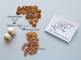 Stress response system scheme with chemical formula of cortisol. Cortisol is released in response to stress. Foods to naturally lower cortisol levels, reduce stress and anxiety: walnut, beans, garlic