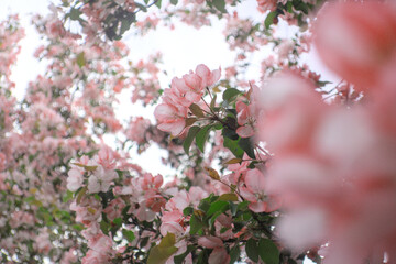 Blooming sakura tree during spring,flowering branches with pink flowers  as floral botanical...