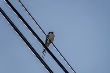 swallow a small bird with dark glossy blue backs red throat pale underparts and long tail streamers perched on a cable with blue sky in the background © Penny