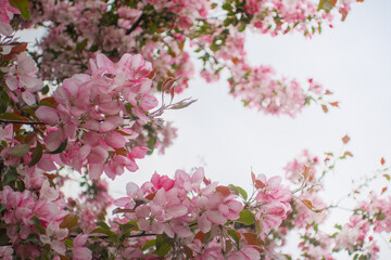 Blooming sakura tree during spring,flowering branches with pink flowers  as floral botanical...