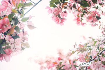 Blooming sakura tree during spring, flowering branches with pink flowers as bright overexposed blured white floral botanical background wallpaper, cloudy gray grey sky, soft focus