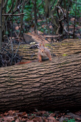 Squirrel sitting on log in forest environment