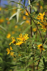 Obraz premium yellow flowers in the garden