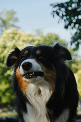 Black tricolor Australian Shepherd dog chews a yummy with a funny expression on his face. Funny dog, close-up outdoor portrait.