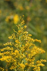 yellow flowers in the garden