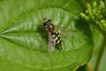 Closeup on the European Migrant hoverfly, Eupeodes corollae sitting on a grean leaf