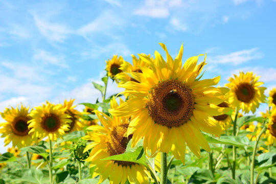 a field of sunflowers with a blue sky in the background copy space