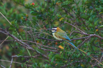 White-throated-bee-eater (Merops albicollis)
