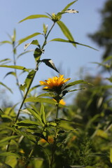 yellow flowers in the garden
