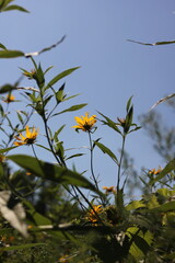 yellow flowers against blue sky