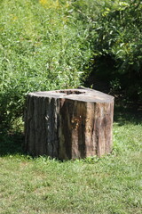 A simple tree trunk in the meadow.