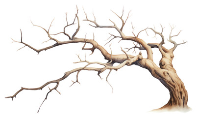 Fototapeta premium PNG A Dry branch tree drawing nature sketch